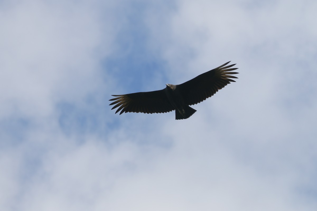 Black Vulture - ML383018321