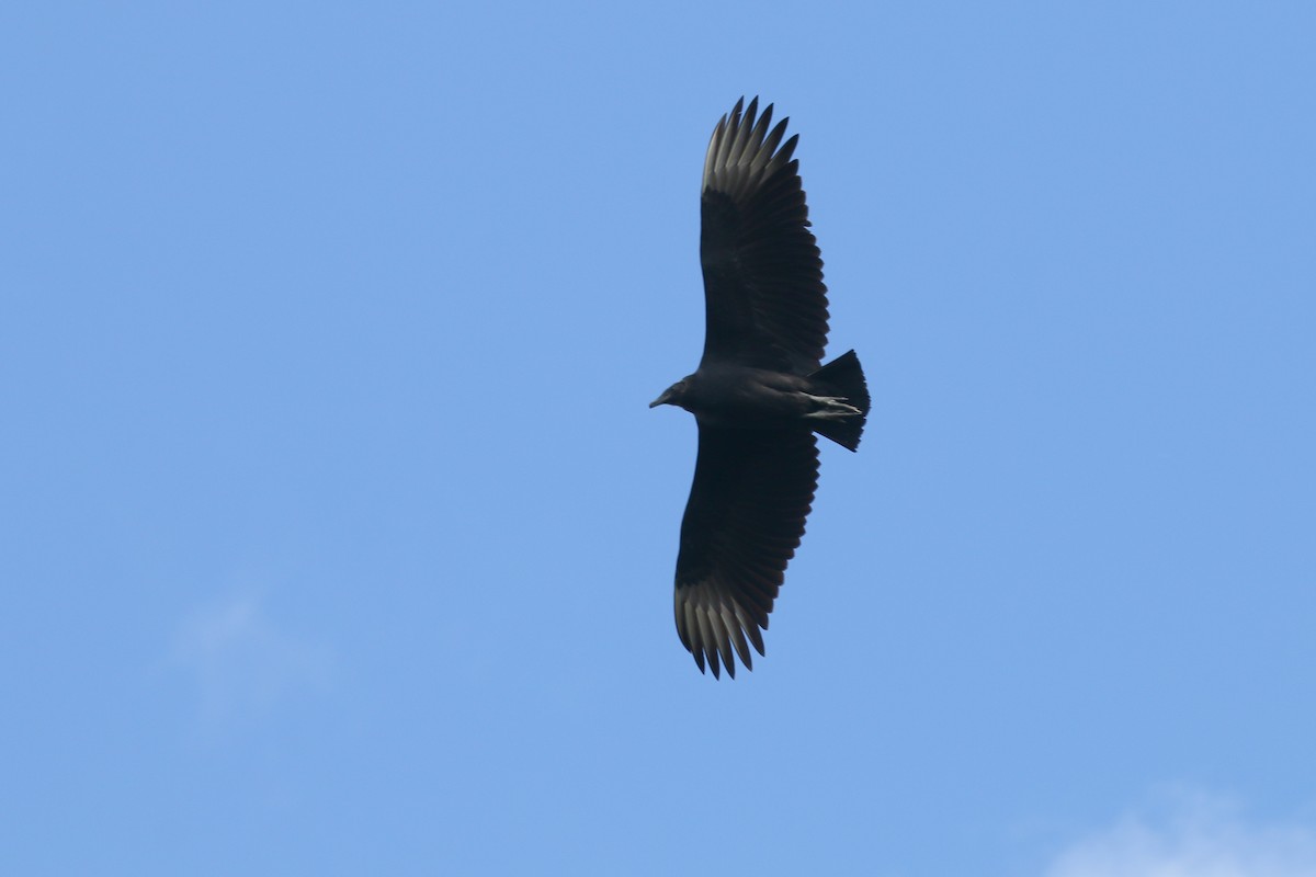 Black Vulture - ML383018361