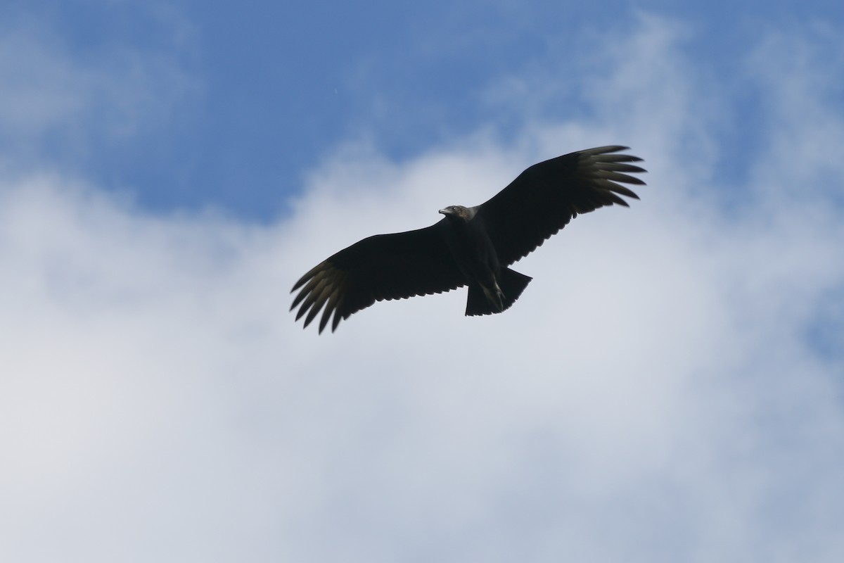 Black Vulture - ML383018371