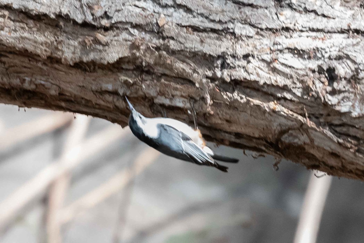 White-breasted Nuthatch - ML383032101