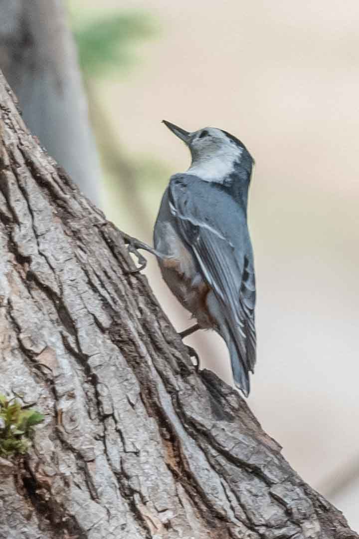 White-breasted Nuthatch - ML383032131