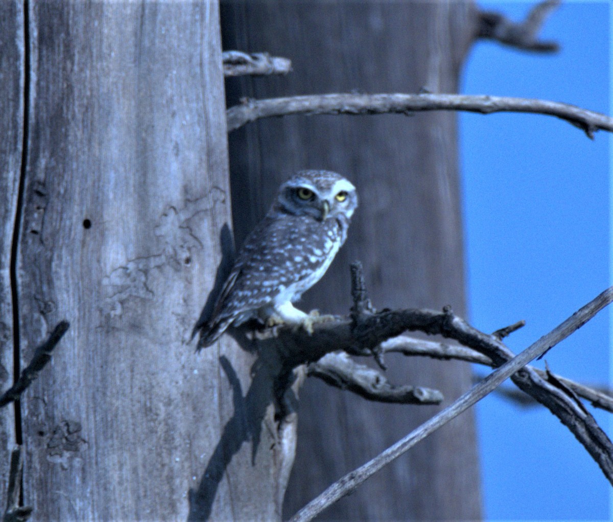 Spotted Owlet - Prachi  Mehta