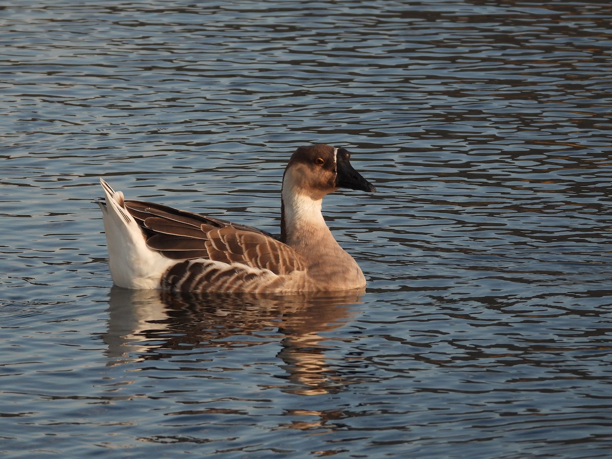Swan Goose (Domestic type) - ML383036851