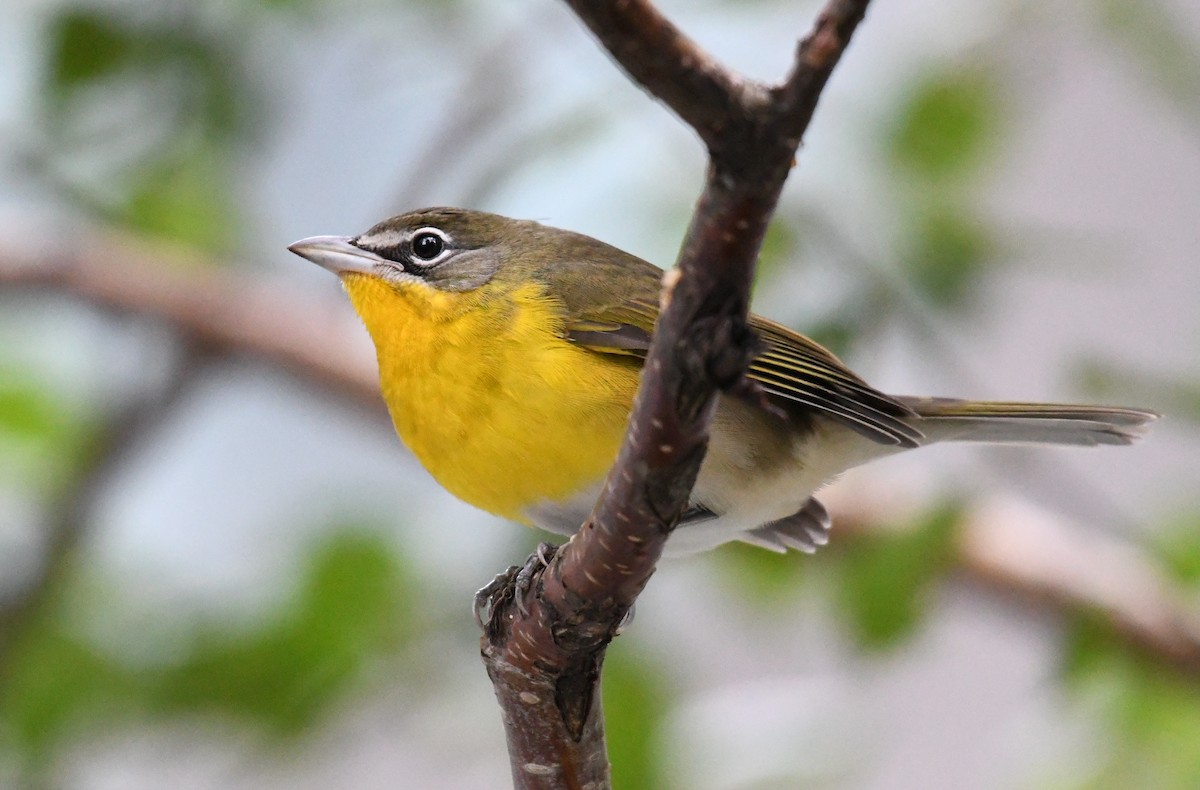 Yellow-breasted Chat - ML383040051