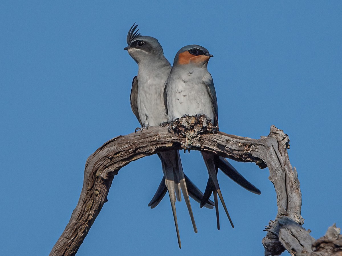 Crested Treeswift - Hemiprocne coronata - Birds of the World