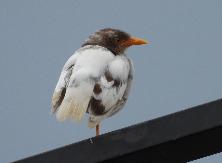 myna/starling sp. - eBird