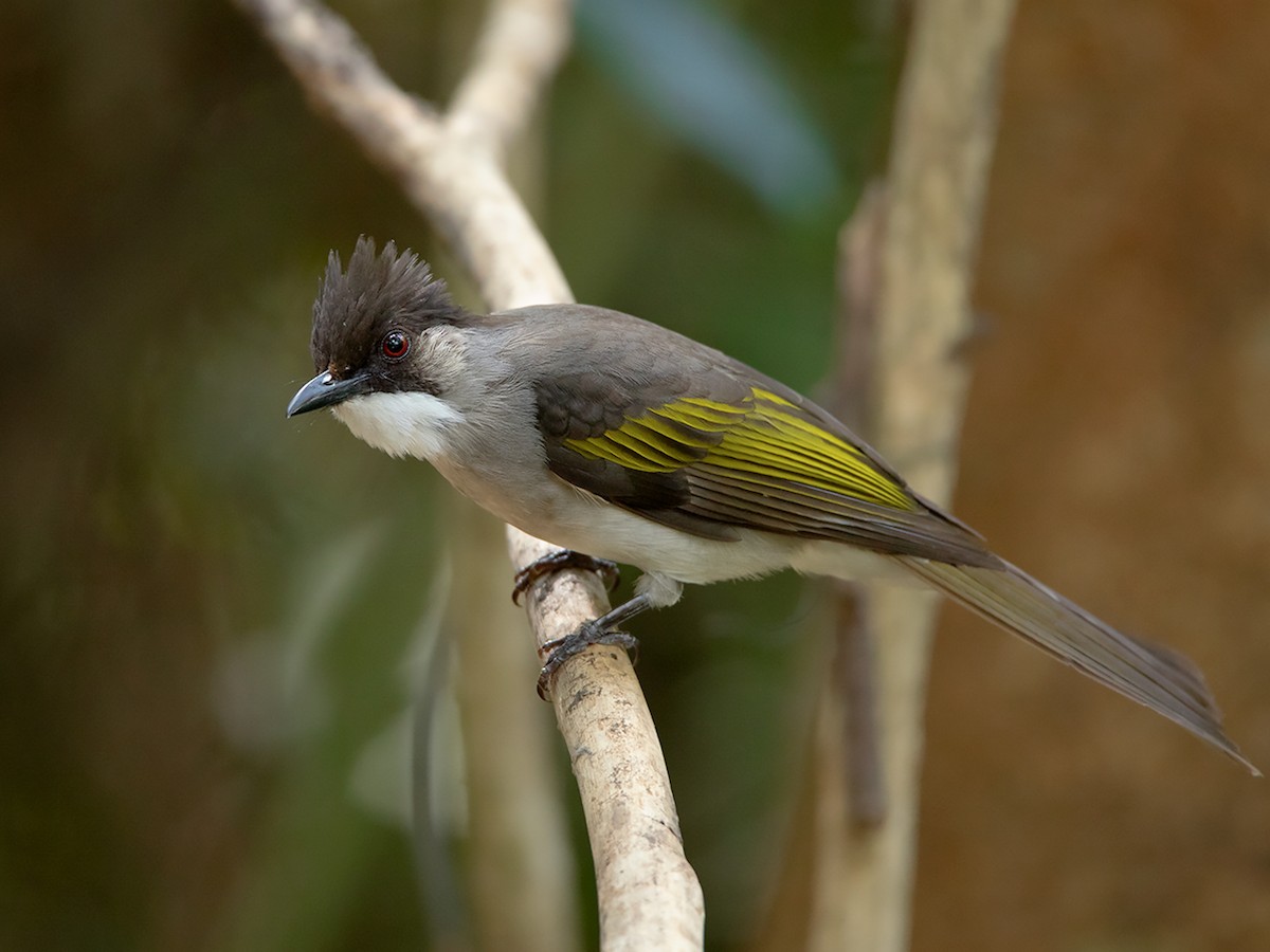 Ashy Bulbul - Hemixos flavala - Birds of the World