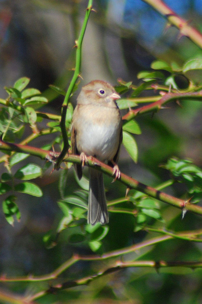 Field Sparrow - Brent Bomkamp