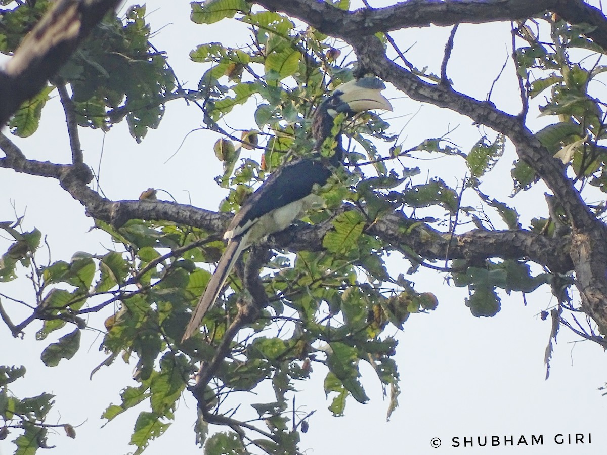 Malabar Pied-Hornbill - Shubham Giri