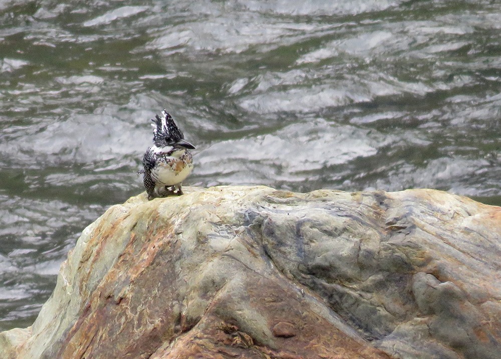 Crested Kingfisher - ML383048111