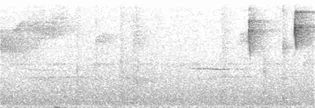 Rostbürzel-Ameisenfänger - ML383048201