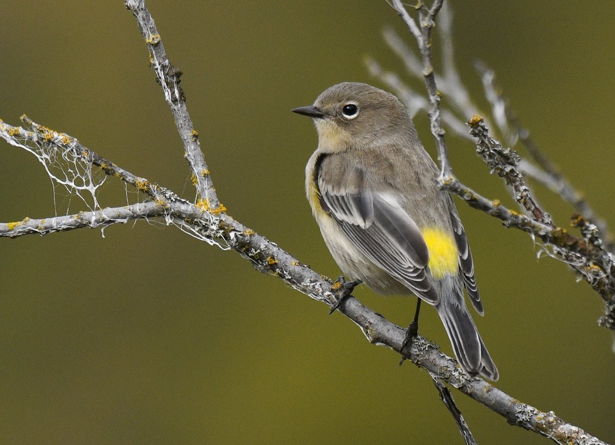 Yellow-rumped Warbler (Audubon's) at Great Blue Heron Nature Reserve by Gord Gadsden