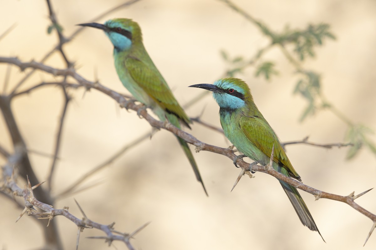 Arabian Green Bee-eater - Marco Valentini