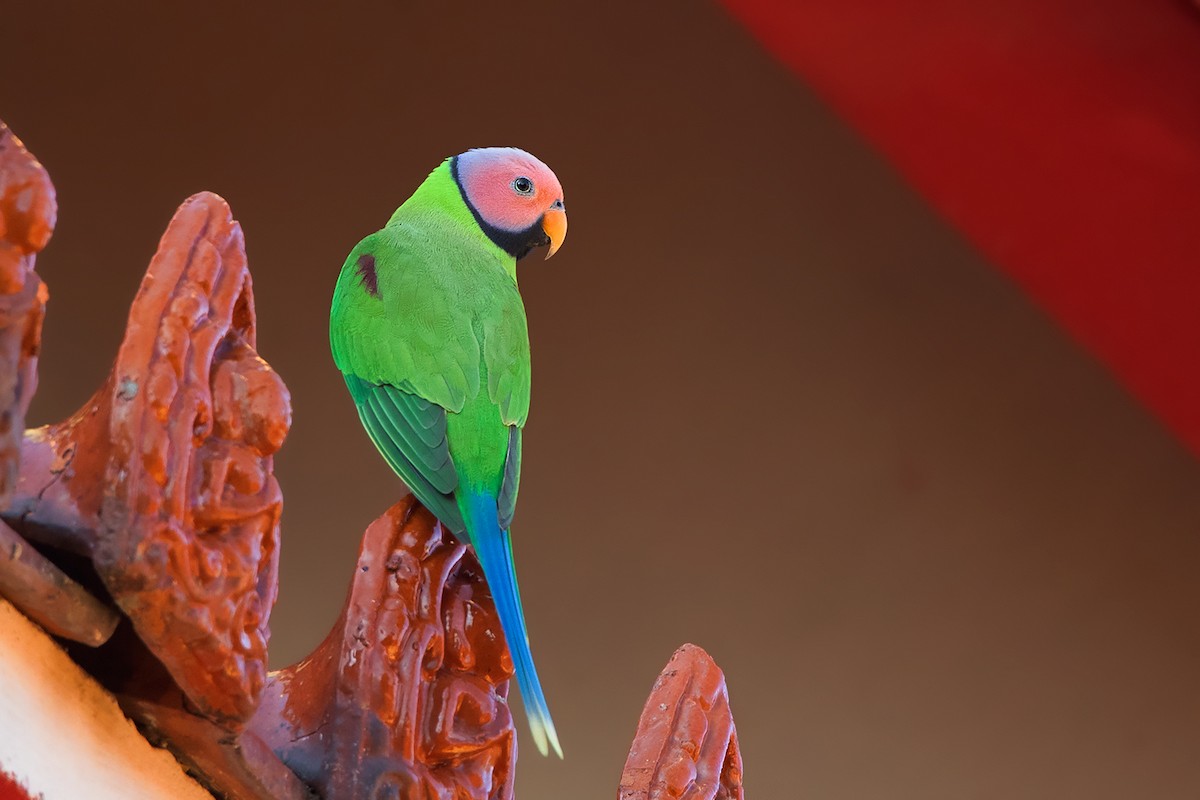 Blossom-headed Parakeet - ML383054111