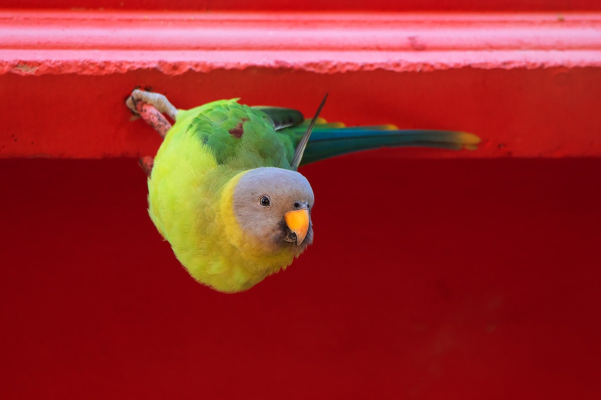 Blossom-headed Parakeet - ML383054131