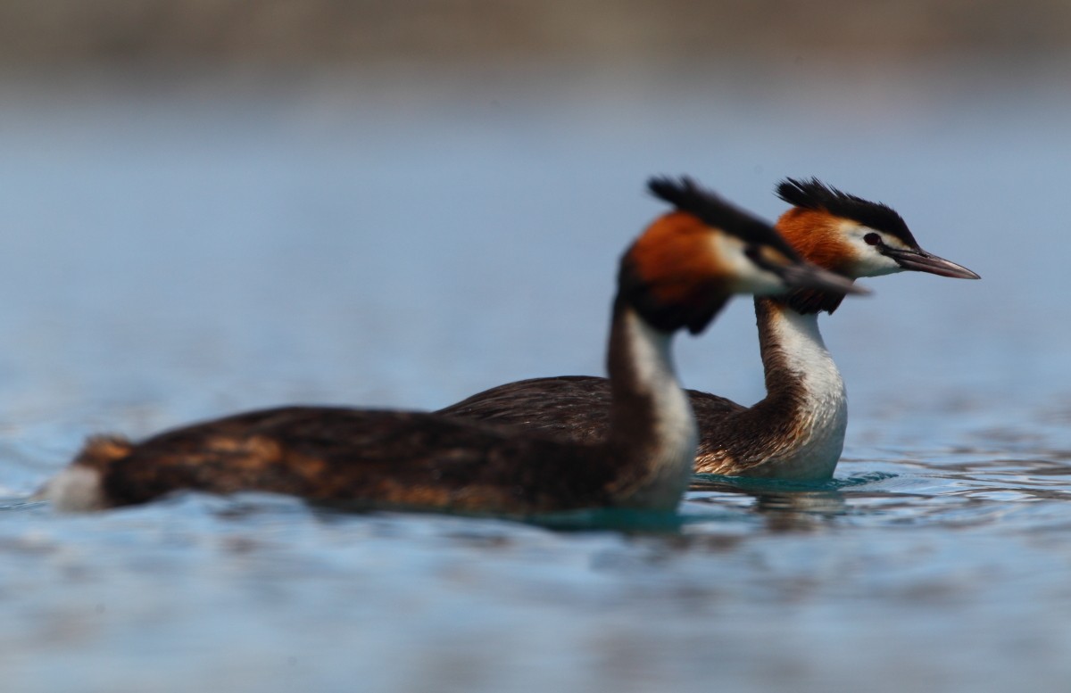 Great Crested Grebe - ML38305781