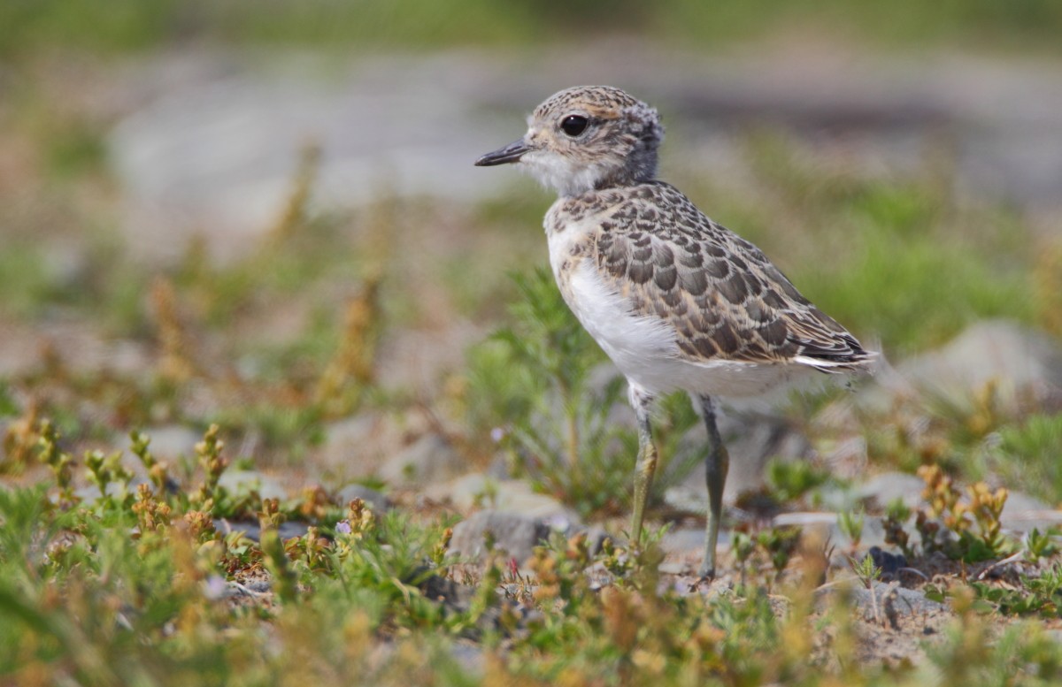Double-banded Plover - ML38305901