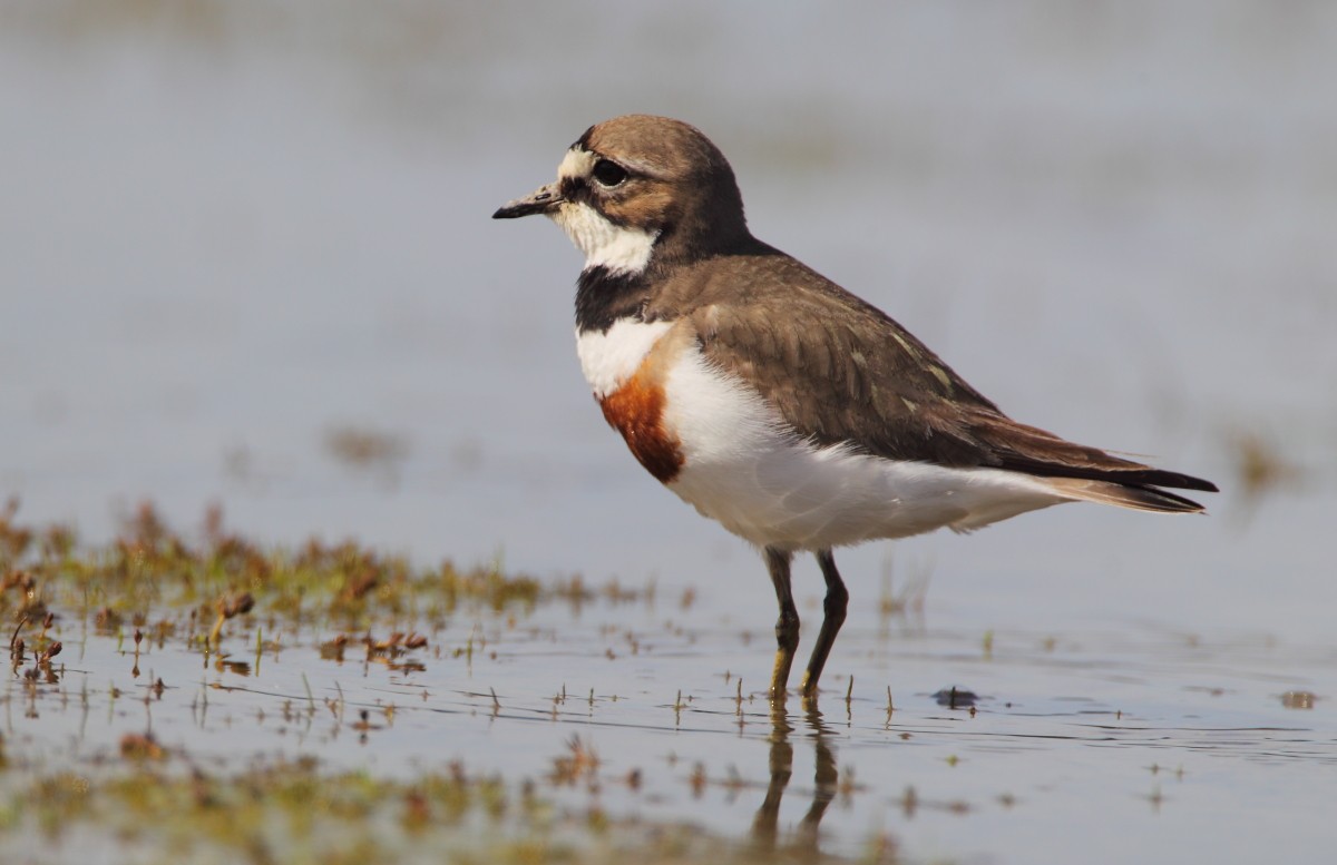 Double-banded Plover - ML38305911