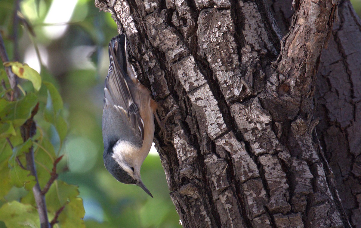 White-breasted Nuthatch (Pacific) - Curtis Marantz