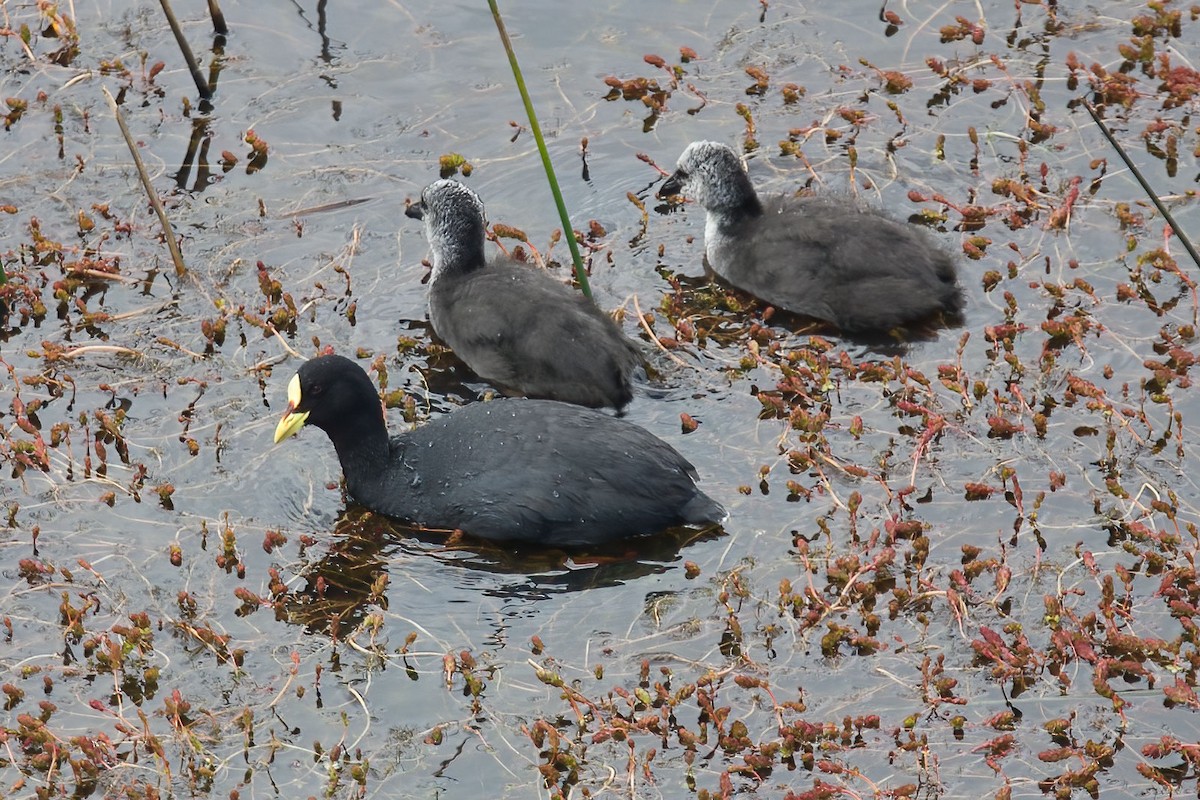 Red-gartered Coot - ML383060651
