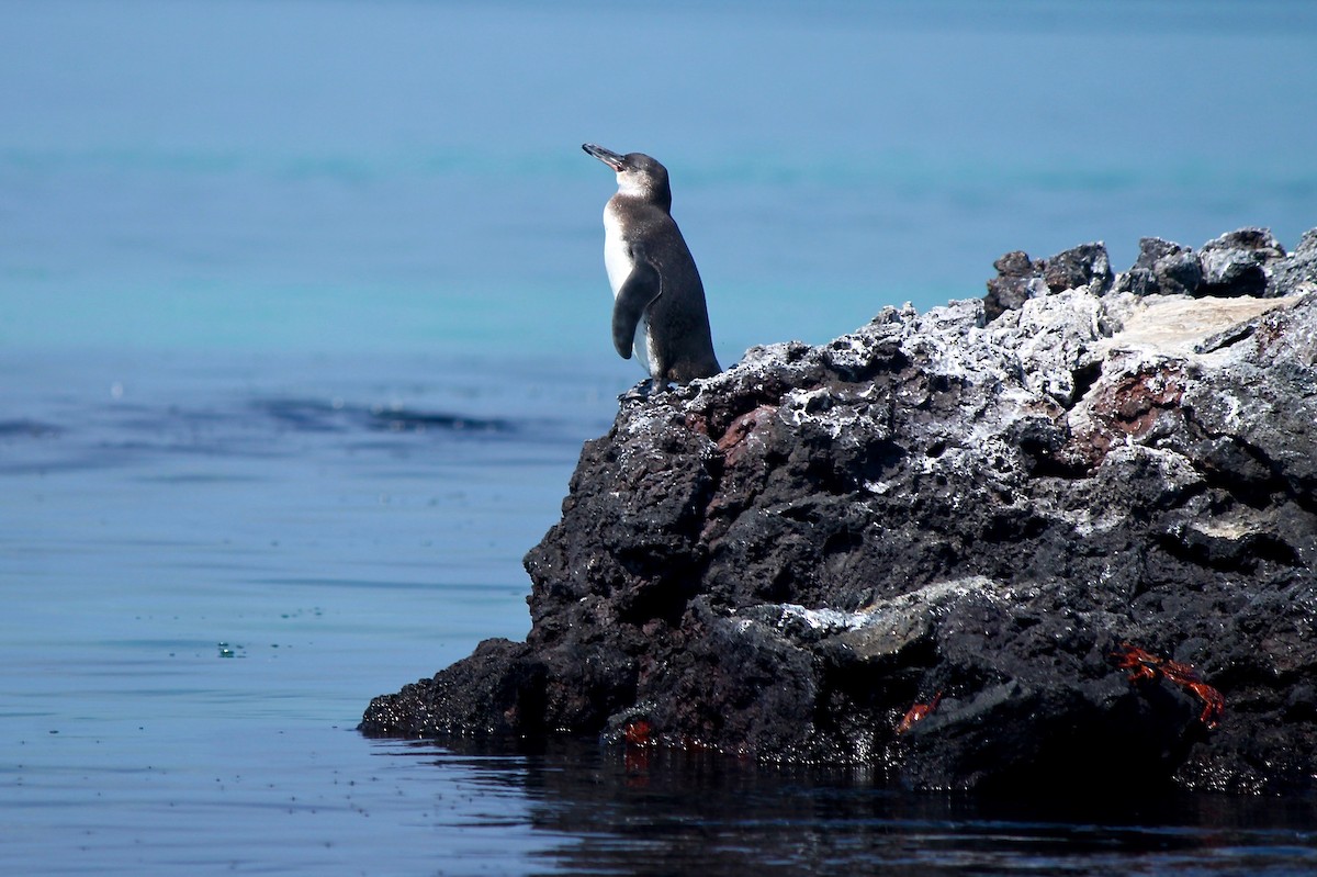 Galapagos Penguin - Michael Warner