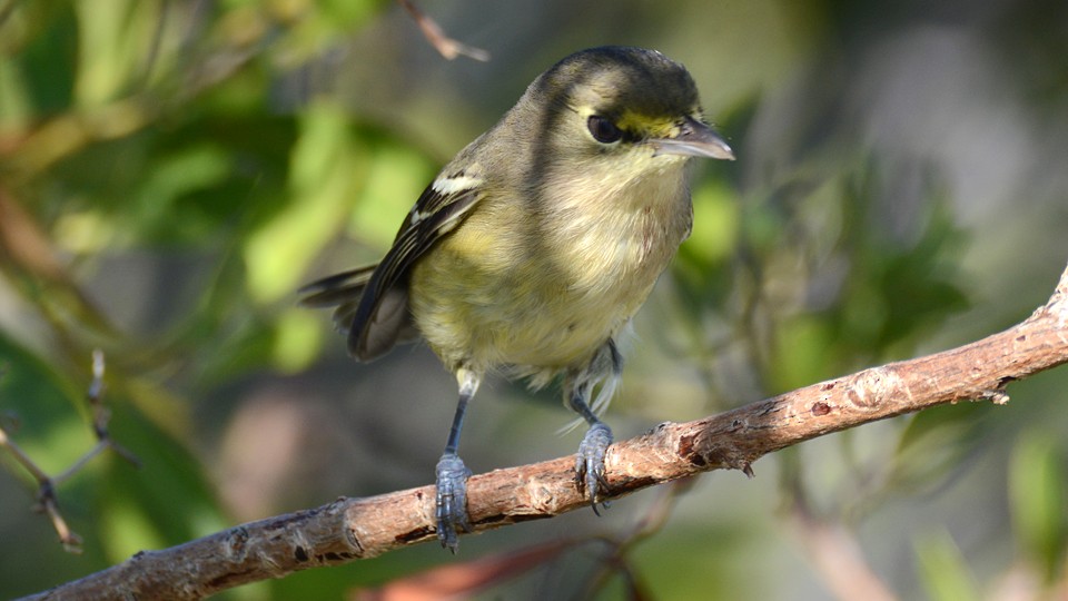 Thick-billed Vireo - ML38306461