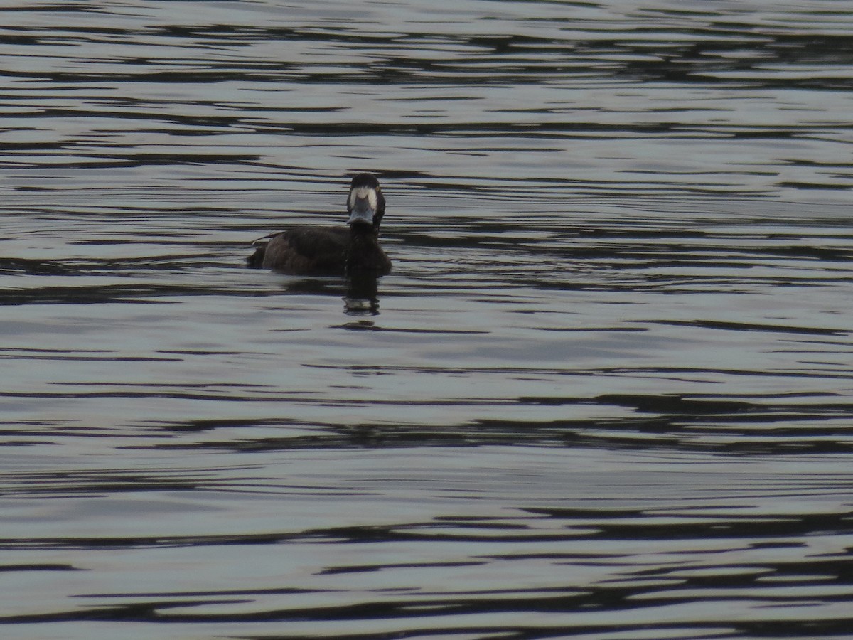 Greater Scaup - Reed W