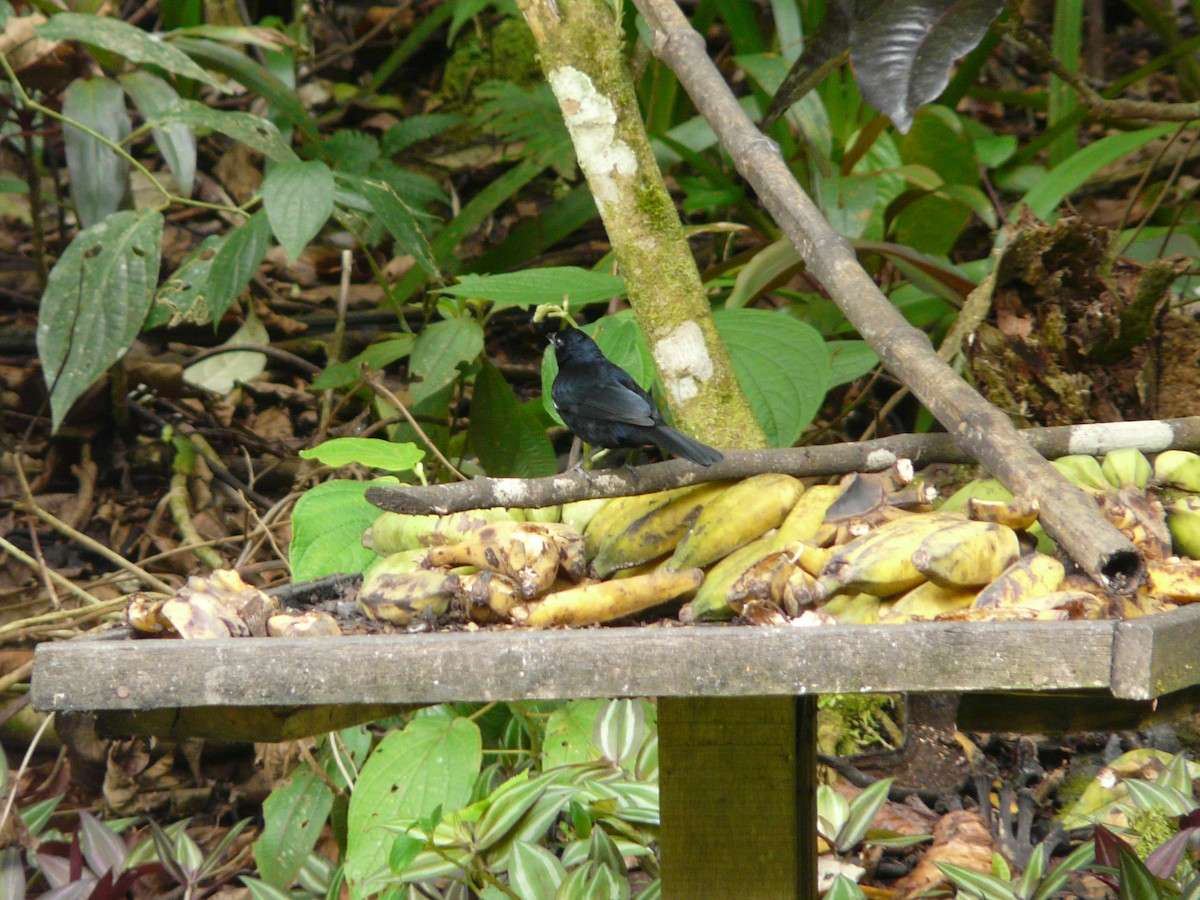 White-lined Tanager - ML38306831