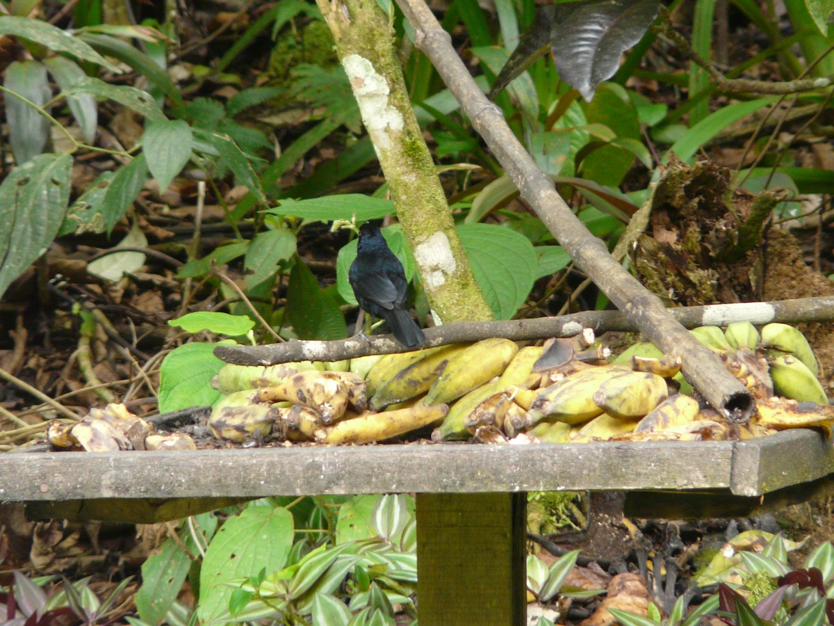 White-lined Tanager - ML38306841