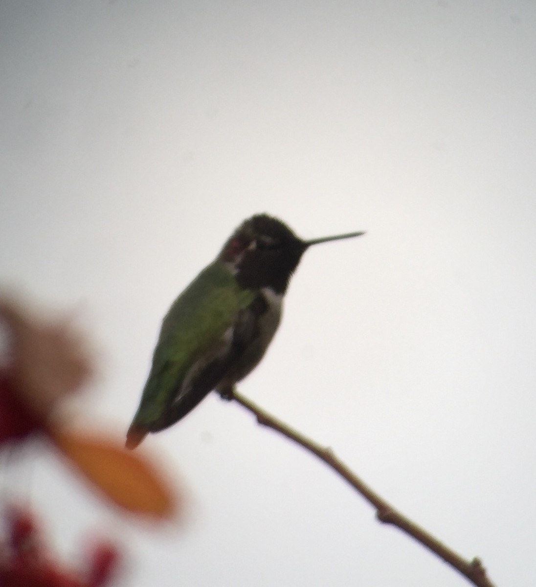 Anna's Hummingbird - ML38307281