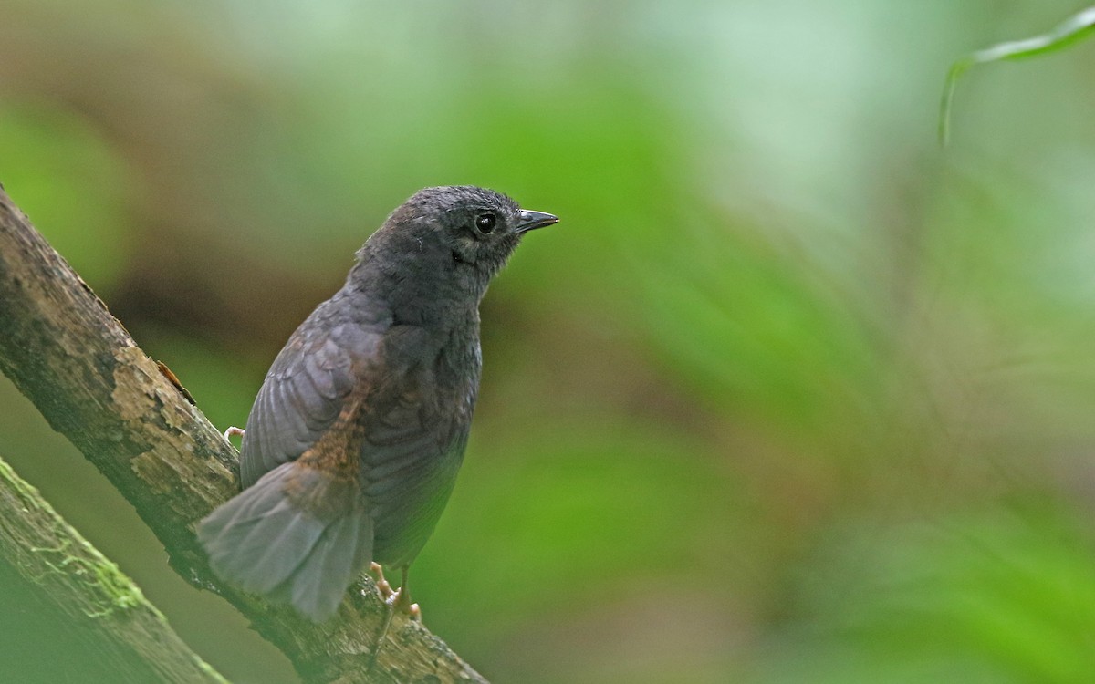 Long-tailed Tapaculo - ML383076281