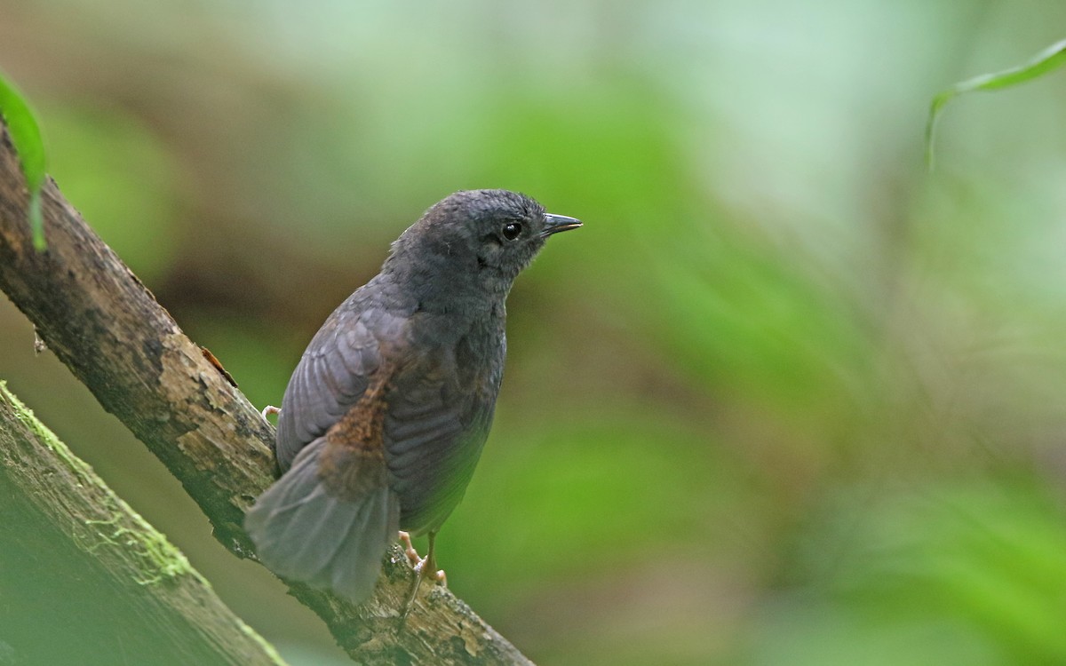 Long-tailed Tapaculo - ML383076291