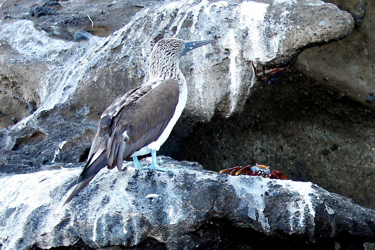 Blue-footed Booby - ML38307781
