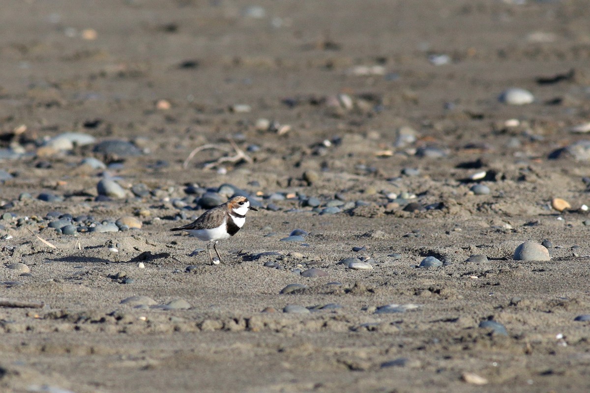 Two-banded Plover - ML383082541