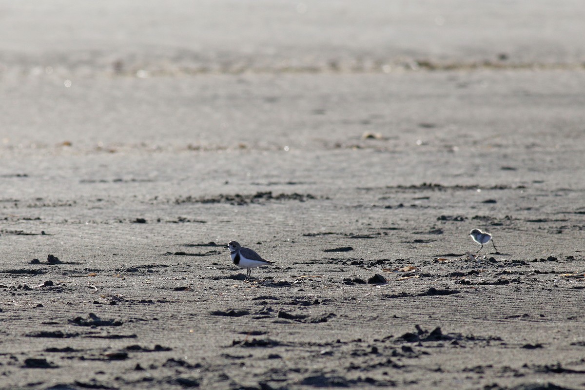 Two-banded Plover - ML383082591