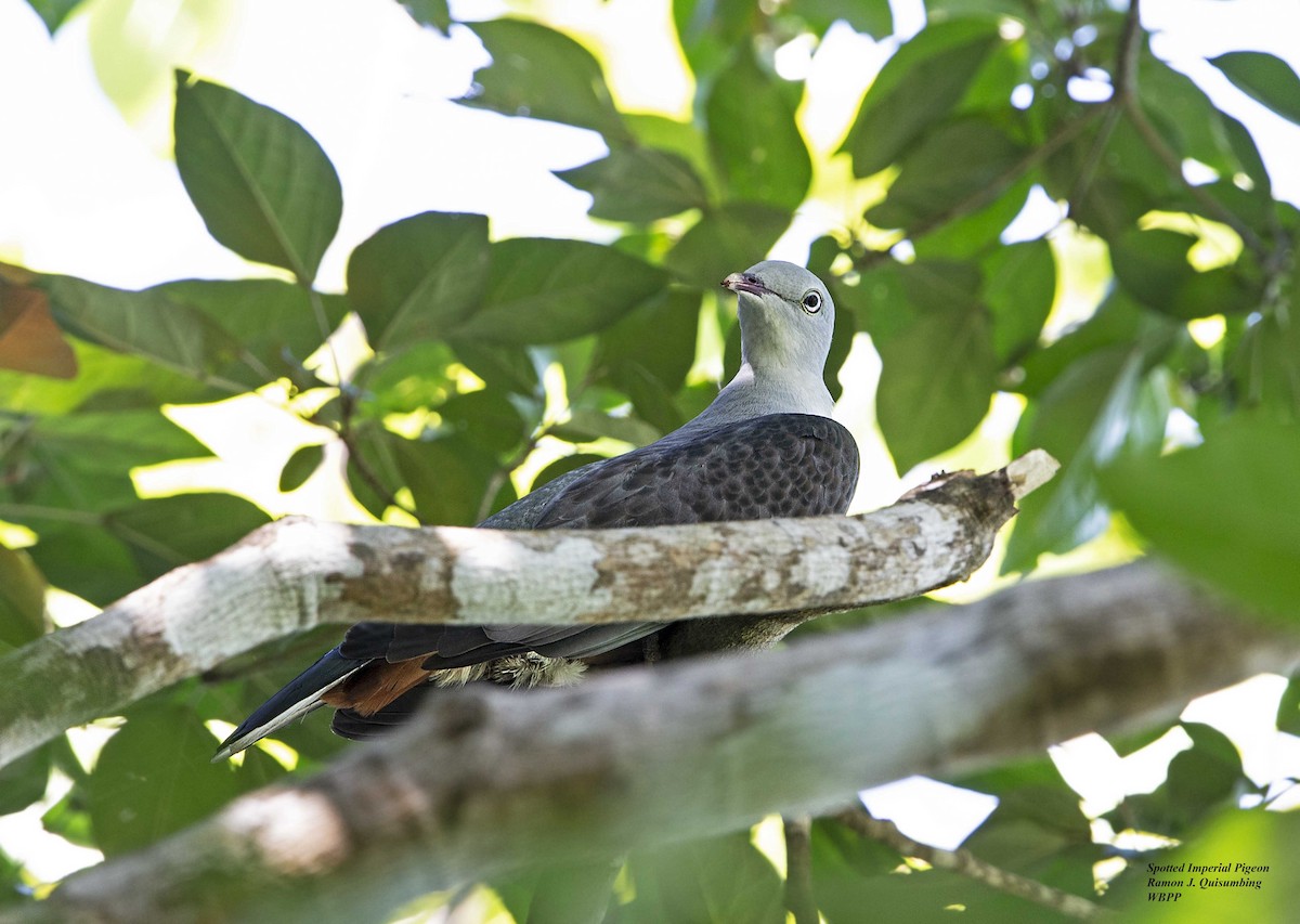 Spotted Imperial-Pigeon - Ramon Quisumbing