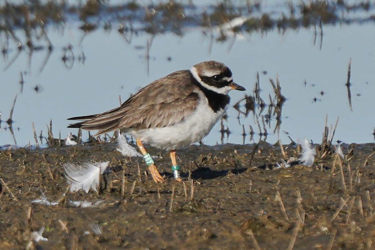 Common Ringed Plover - ML383087451