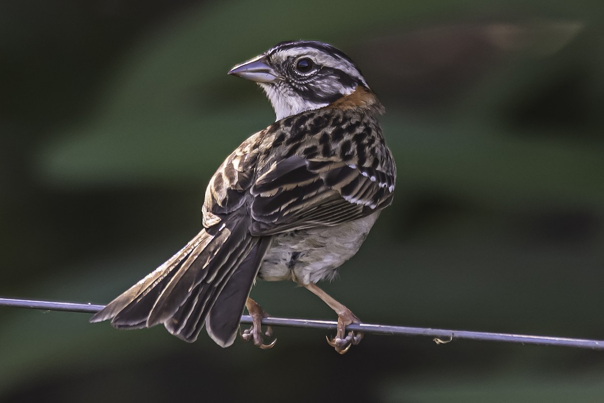 Rufous-collared Sparrow - ML383092601