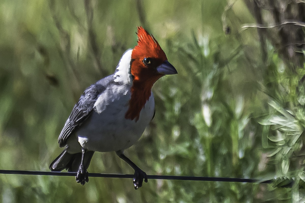 Red-crested Cardinal - ML383092881