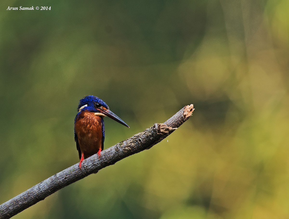 Blue-eared Kingfisher - ML383094751
