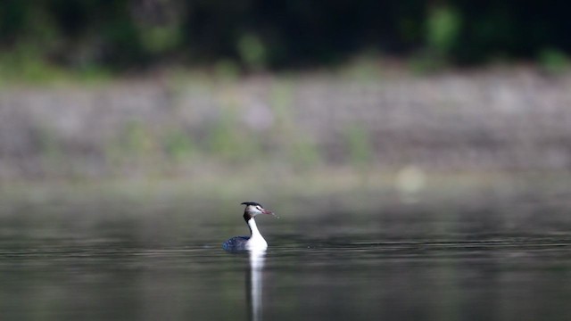 Great Crested Grebe - ML383096911