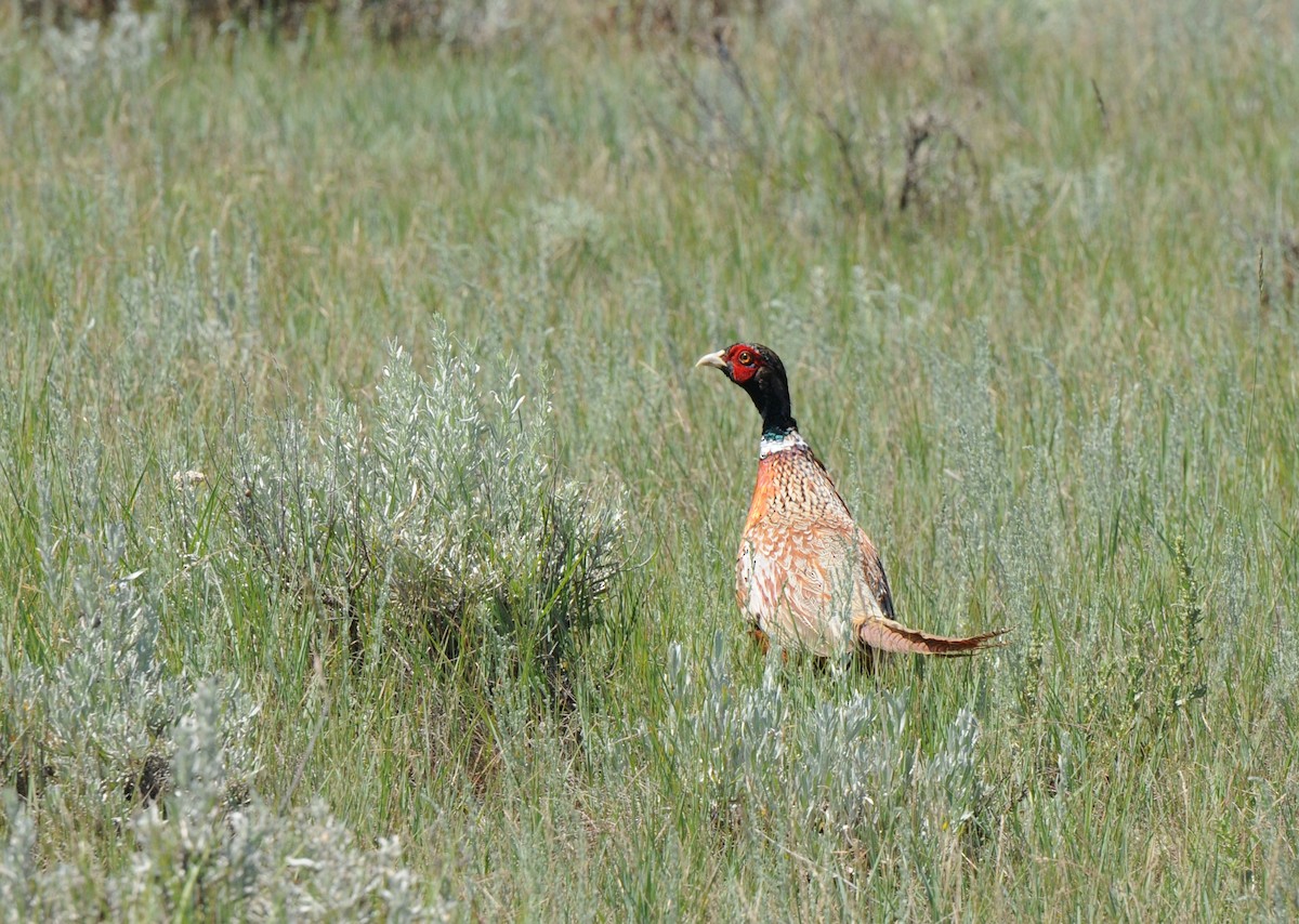 Ring-necked Pheasant - ML38309731