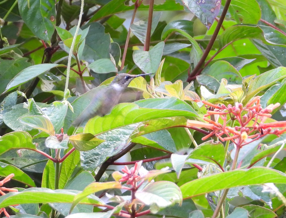 Ruby-throated Hummingbird - ML383099681
