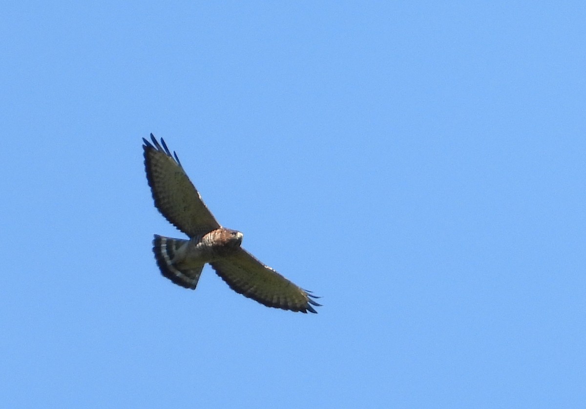 Broad-winged Hawk - ML383099761