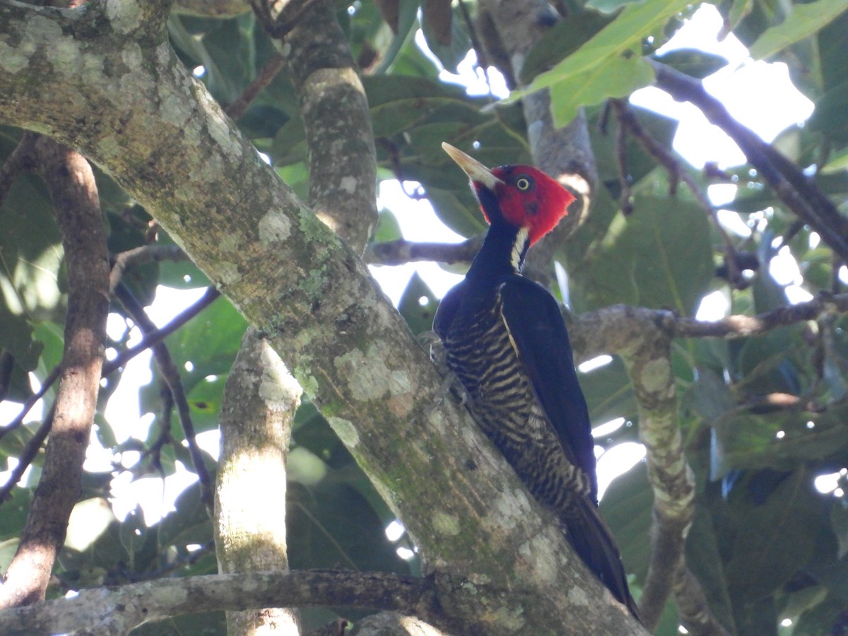 Pale-billed Woodpecker - ML383100001