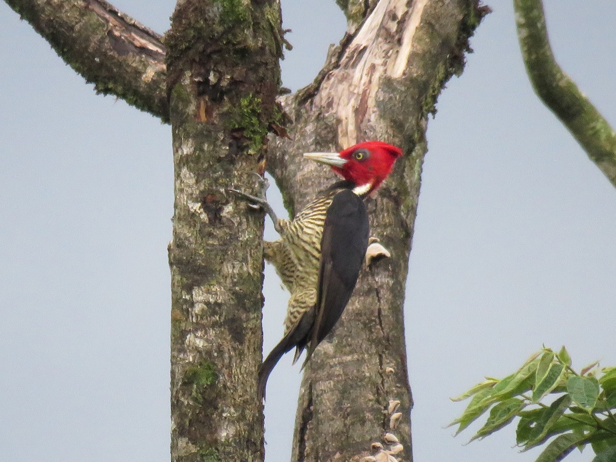 Pale-billed Woodpecker - David Blevins