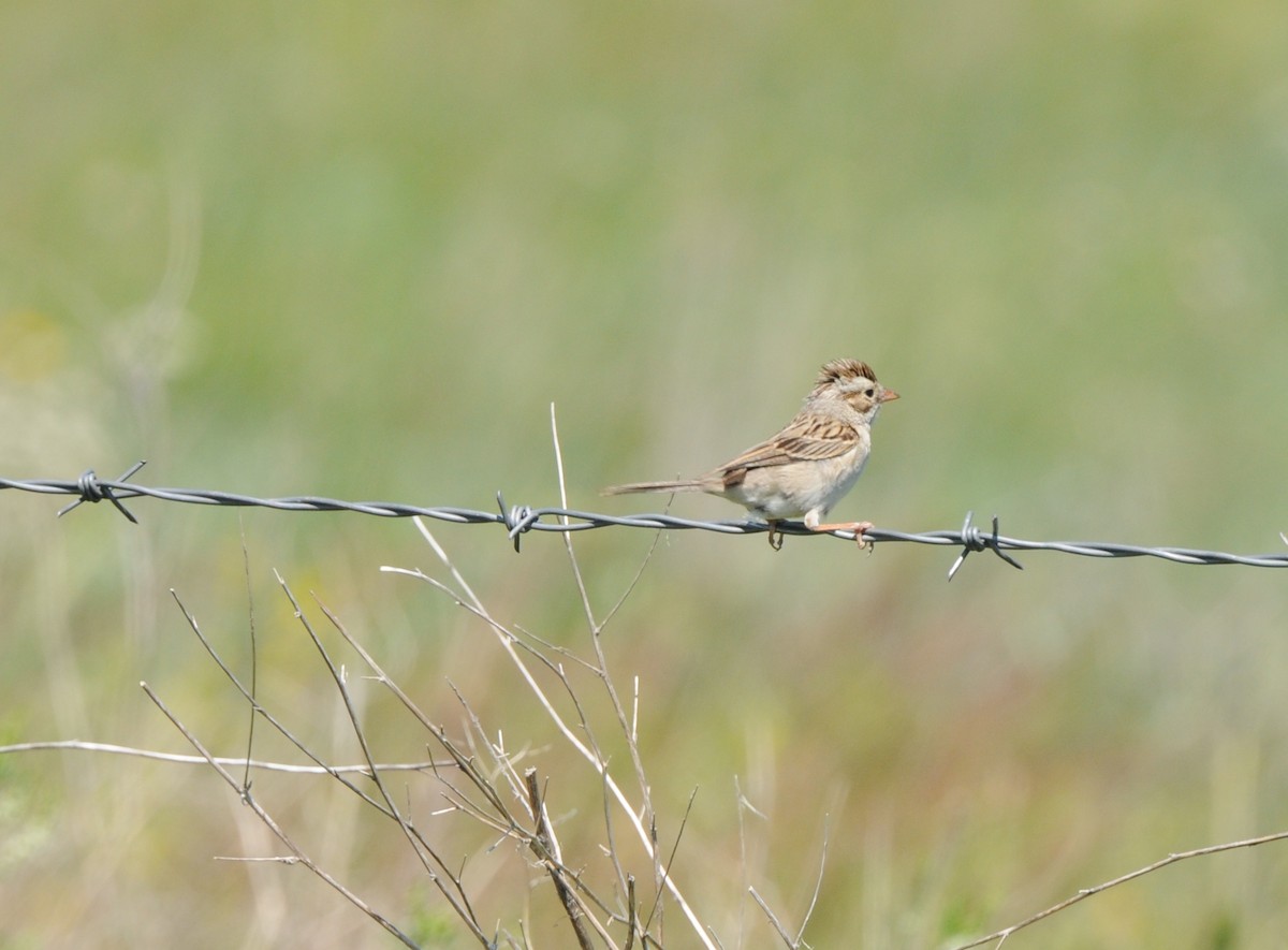 Clay-colored Sparrow - ML38310081