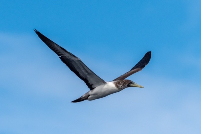 Masked Booby - ML383100971
