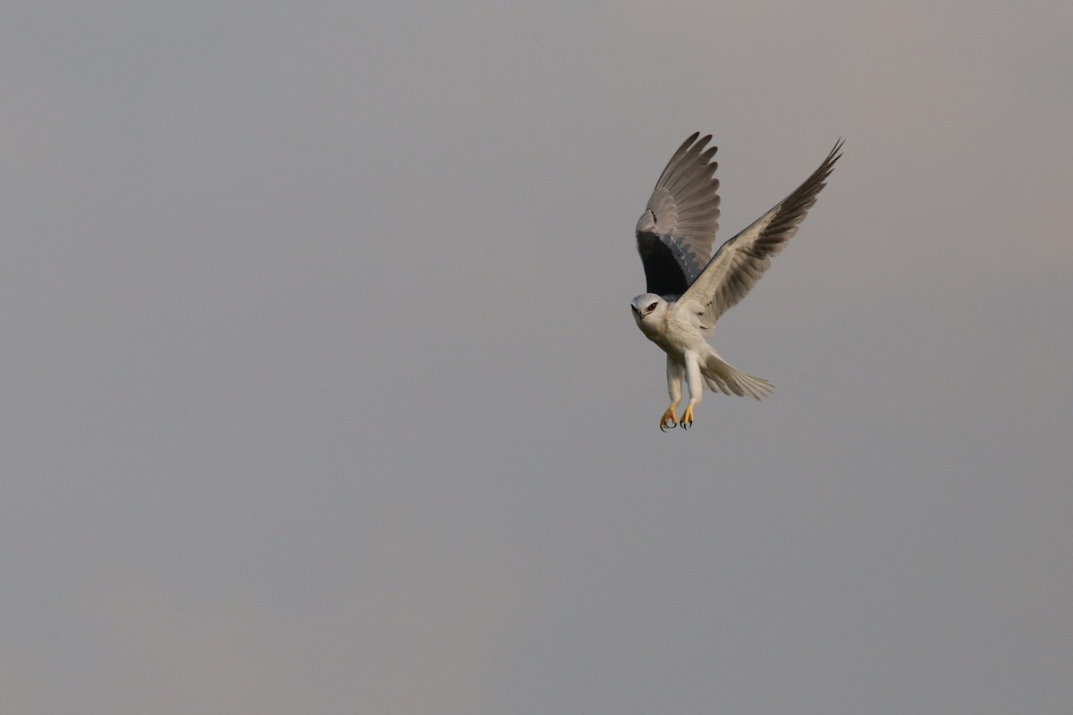 Black-winged Kite (Asian) - ML383101981