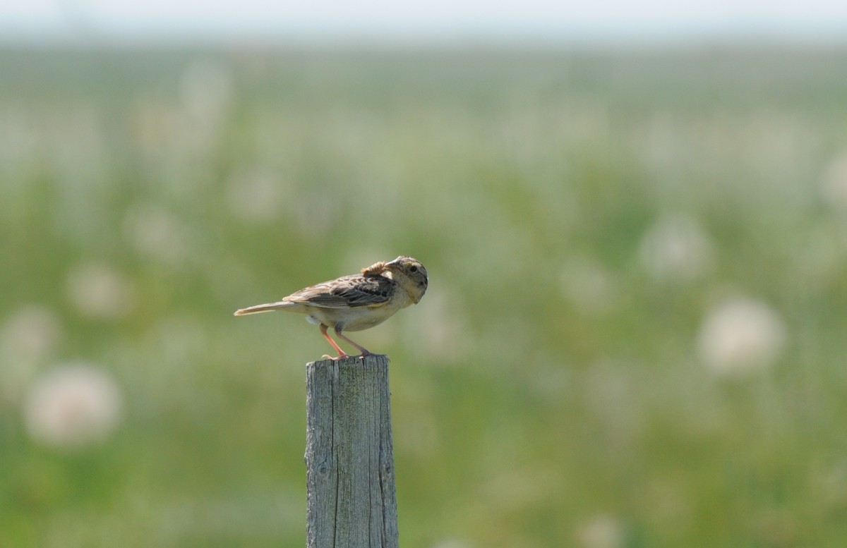 Grasshopper Sparrow - ML38310221
